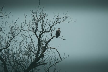 A group of Eagles made up of Adult & Juvenile fishing along the waters of Oklahomaの写真素材