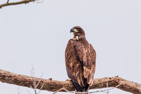 A group of Eagles made up of Adult & Juvenile fishing along the waters of Oklahomaの写真素材