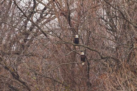 A group of Eagles made up of Adult & Juvenile fishing along the waters of Oklahoma
