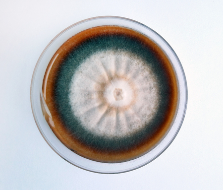 trichophyton rubrum in a petri dish grown on a nutrient environmentの写真素材
