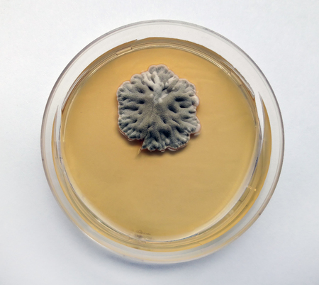 Moldy fungus in a Petri dish grown on a nutrient environment