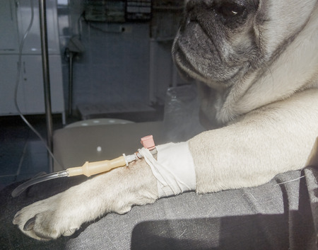 pug receives intravenous infusion through a peripheral catheter. Dog in veterinary clinicの写真素材