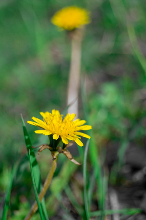 dandelion growing in the grass on a Sunny day.の写真素材