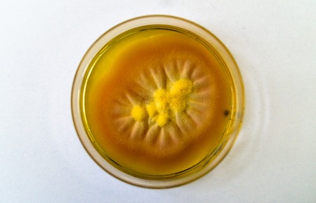Mold grown on a Sabouraud agar medium in a Petri dish.の写真素材