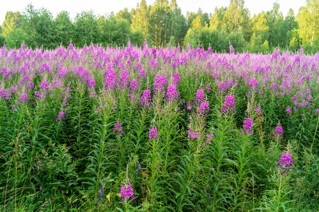 Chamaenerion angustifolium purple flowers. Fireweed plant, medical teaの写真素材