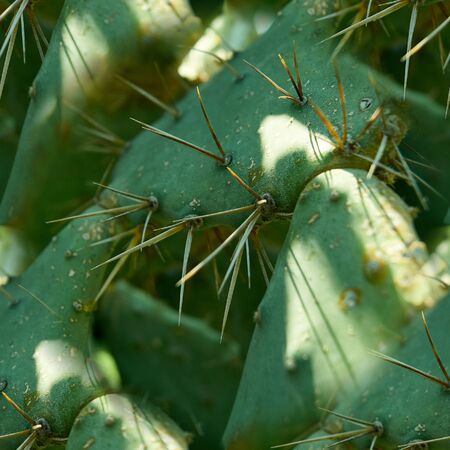 seamless pattern green cactus with needles growing in the city.