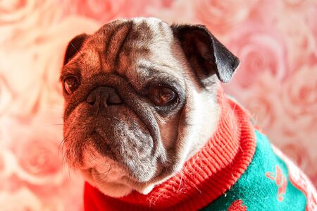 A sleepy pug looks at the camera. Attractive dog look.の写真素材