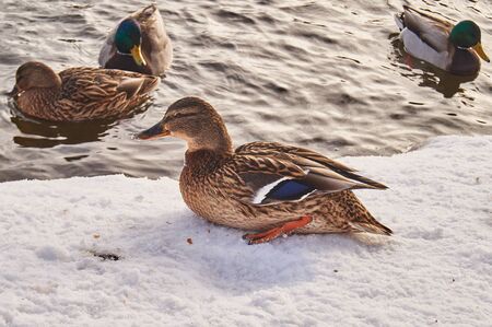 ducks swimming in the winter on the river in the city ekaterinburgの写真素材