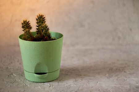 a potted plant standing on a textured concrete surface with copy space.の写真素材
