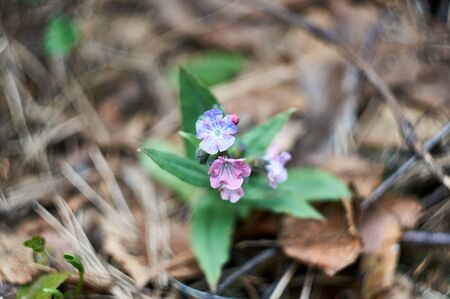 early spring wild flowers of the forestの写真素材