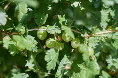 Gooseberries on branch in the fruit garden. Close-up view of gooseberry berries hanging under the...