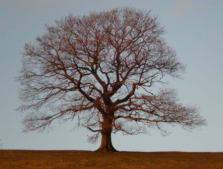 tree の写真素材