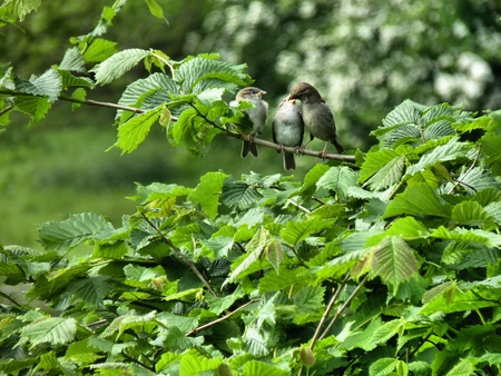 sparrowsの写真素材