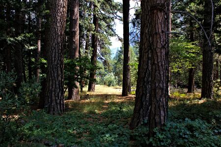 yosemite forest