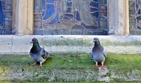 Pigeonsの写真素材