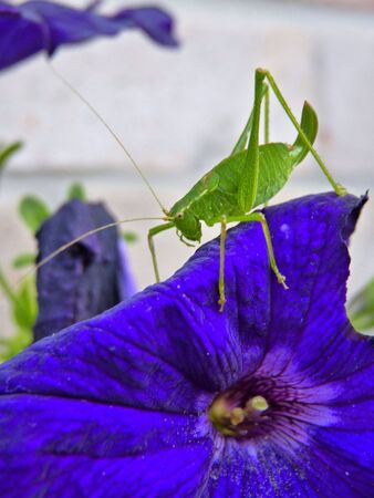 insectの写真素材