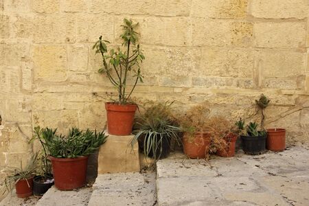 plants in potsの写真素材