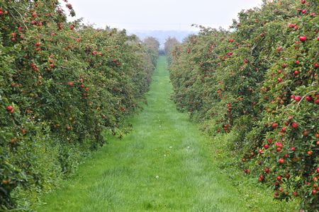 orchard