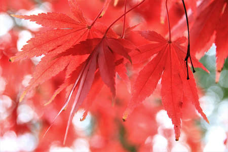 Autumn at Westonbirt