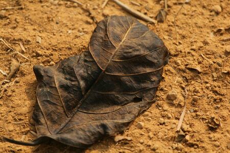 a withered leaf on groundの素材