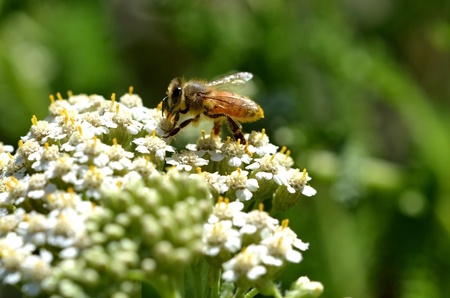 Honeybee on White Flowers