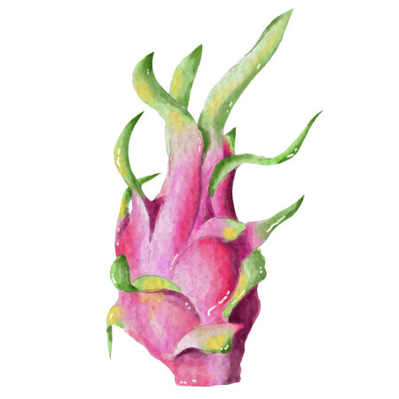 dragon fruit element design for templates, watercolor style.のイラスト素材