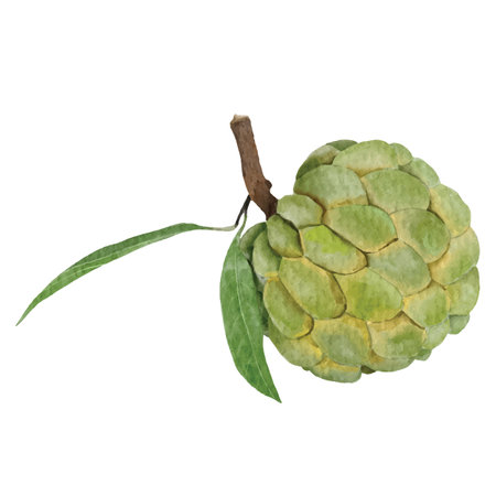watercolor style custard apple element design for templates.のイラスト素材