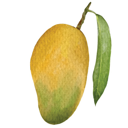 watercolor style mango element design for templates.のイラスト素材