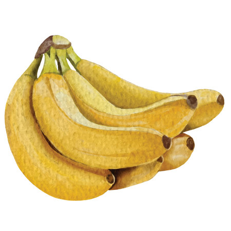 watercolor banana element design for templates.のイラスト素材