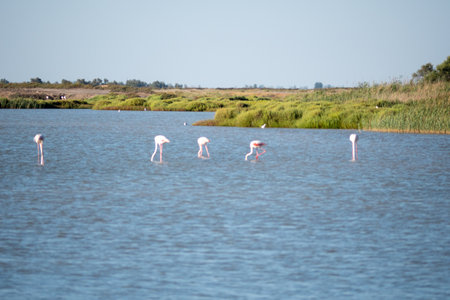 Flamingos in Camargues salt flatsの写真素材