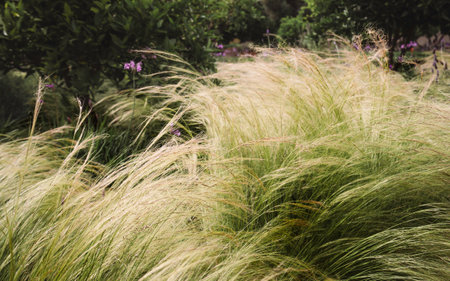 Wispy ornamental grasses blowing in the breeze in the sunshine, (Stipa tenuissima) pony tails or angel hair grass closeup natural nature background, summer, Marrakesh, Moroccoの写真素材