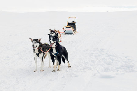 Team of husky sled dogs with a wooden sleigh, standing ready for a ride across white snowy tundra landscape, strong, happy, focused dogs, Finnish Arctic circle, Tarvantovaara Wilderness Area, Finlandの写真素材