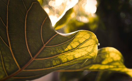 Closeup macro of lush earthy green tropical exotic leaf with veins texture, stylish organic pattern, natural botanical nature background, greenery, Fiddle Fig Leaf (Ficus Lyrata), Moroccoの写真素材