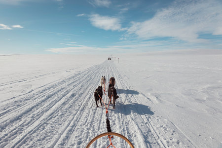 dogsled team sledding through arctic tundra snowy winter remote wilderness landscape in Hetta, Finland, arctic adventure travel, personal perspective from sled, Tarvantovaara Wilderness Area, Finlandの写真素材