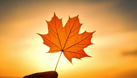 Silhouette of a single backlit autumn maple leaf held against a warm, glowing sunset sky in UK, delicate leaf veins, natural texture, beauty of autumn outdoor evening golden hourの写真素材