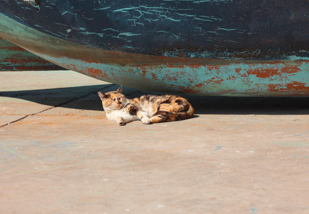 Stray street cat resting in the sun at Essaouira fishing port, Morocco, under a traditional blue fishing boat in summer, a peaceful moment, local culture, authentic adventure travel scene.の写真素材