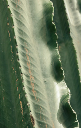Closeup macro of a green giant cactus leaf with spiny edges in a garden, showing organic natural texture and detail in soft sunlight, desert plant background, Marrakech, Moroccoの写真素材