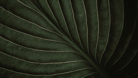 Closeup macro of exotic sage green tropical jungle leaf with veins texture, stylised earthy moody natural leaves foliage background with copy space, organic eco nature conceptの写真素材