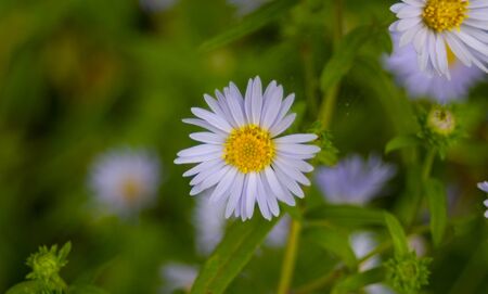 Purple wild flower with green backgroundの写真素材