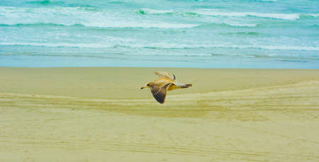 seagull flying over sand at the oceanの写真素材