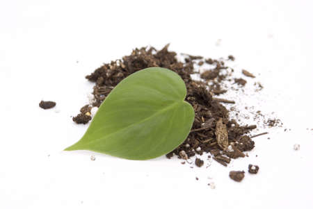 Ivy leaf in soil on white background
