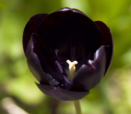 Close up of night queen tulipの写真素材
