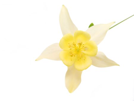 Yellow columbine flower on a white backgroundの写真素材