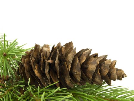 Pine cone laying in branches with white backgroundの写真素材