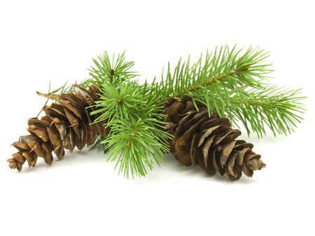 Pine cones with branches on white backgroundの写真素材