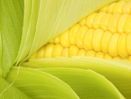 Corn Kernals Close up with open huskの写真素材