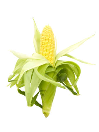 Whole Fresh Corn Cob on a white background