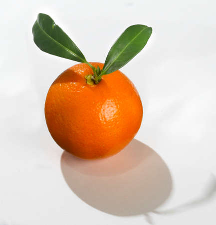 A freshly picked orange from its tree. The natural color that gives you the certainty that it will be a sweet fruit perfect for juice.の写真素材