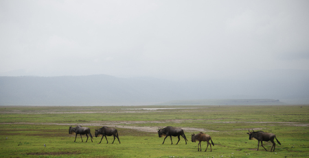 wildebeest migration in serengetiの写真素材