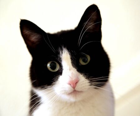 a Black and white young cat against a white background.の写真素材